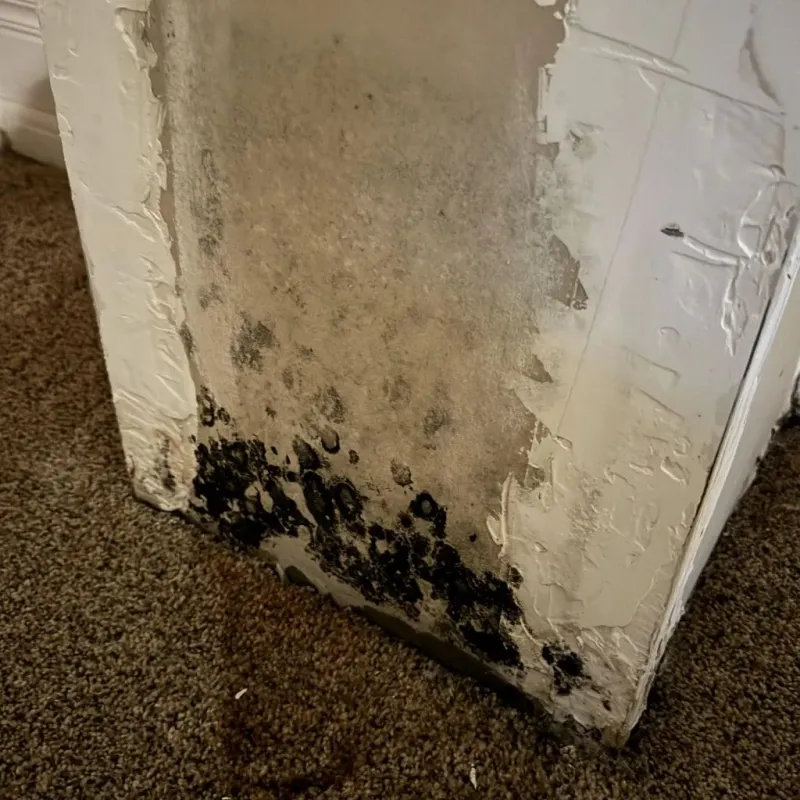 Professional Mold Removal in Crest Hill, IL
